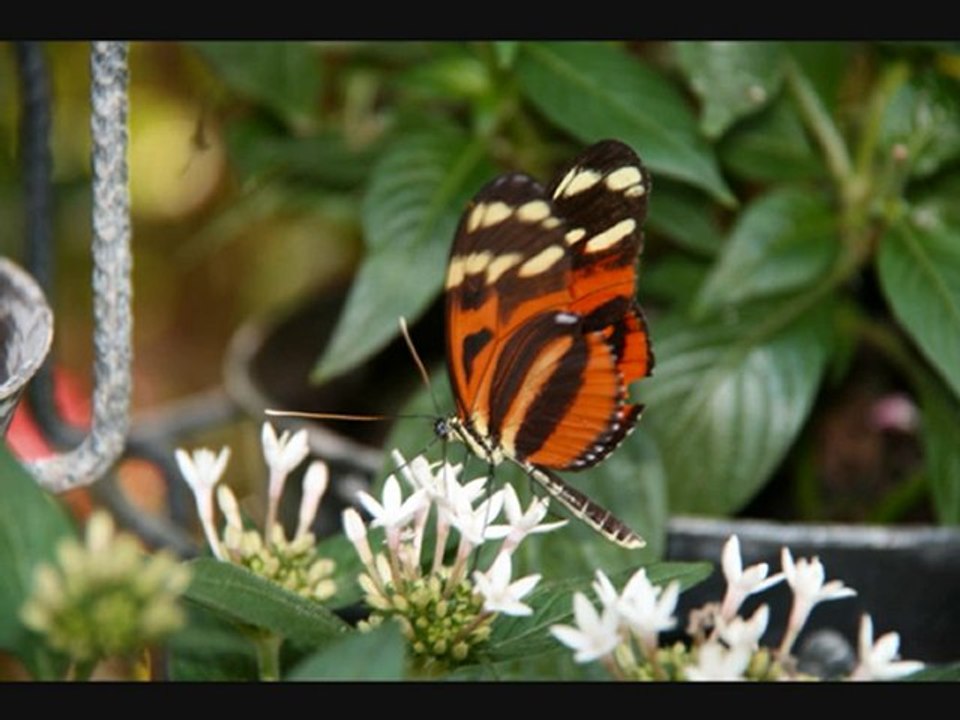 Jardin des Papillons
