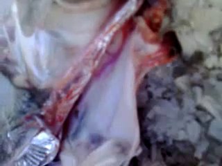 Pez Extraño en Punta Umbria