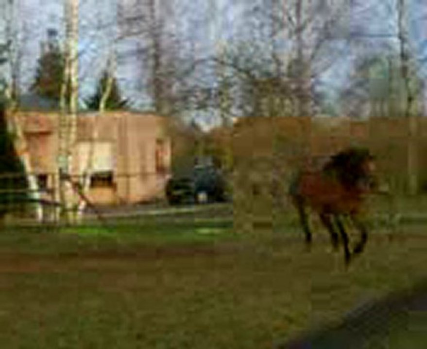reva au paddock