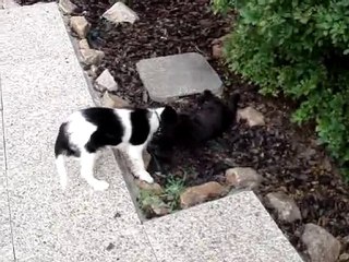 cavalier king charles avec chat
