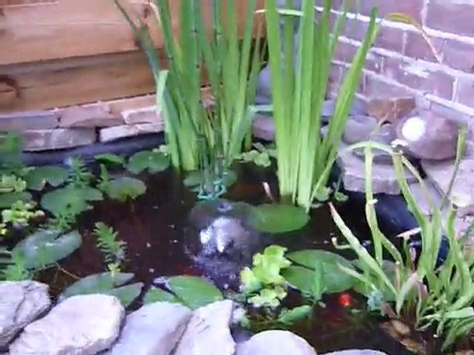 vissen sarasa shubunkin vijver