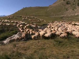 Les gardiens de nos troupeaux