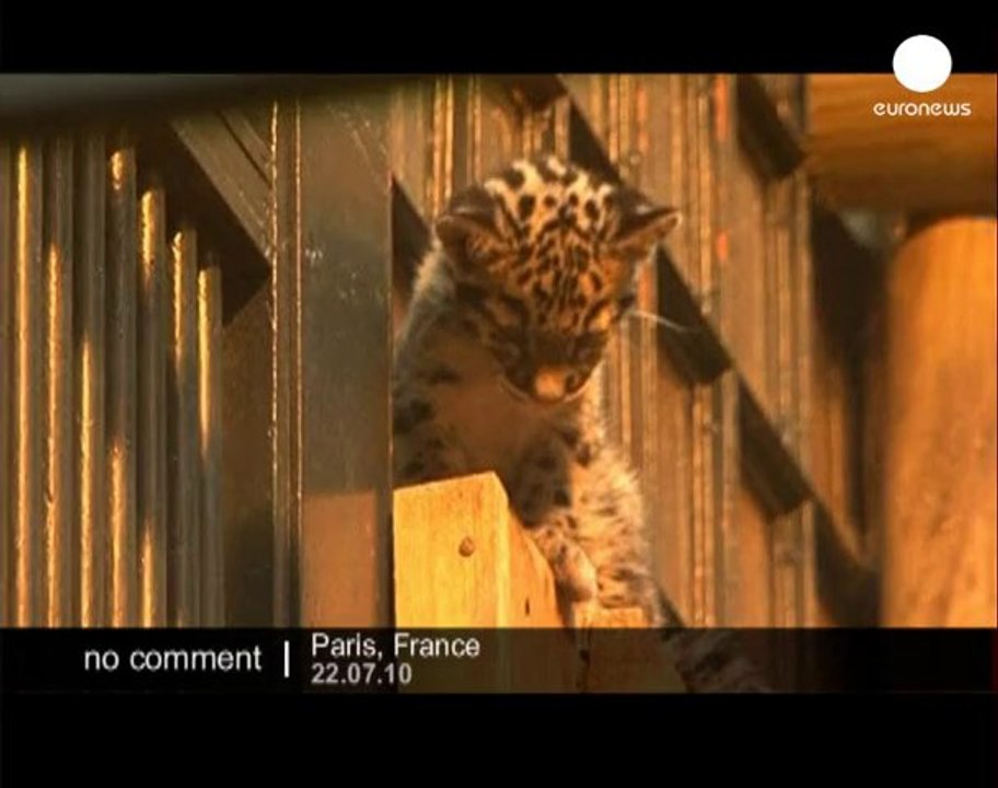 Rare baby clouded leopards unveiled at... - no comment