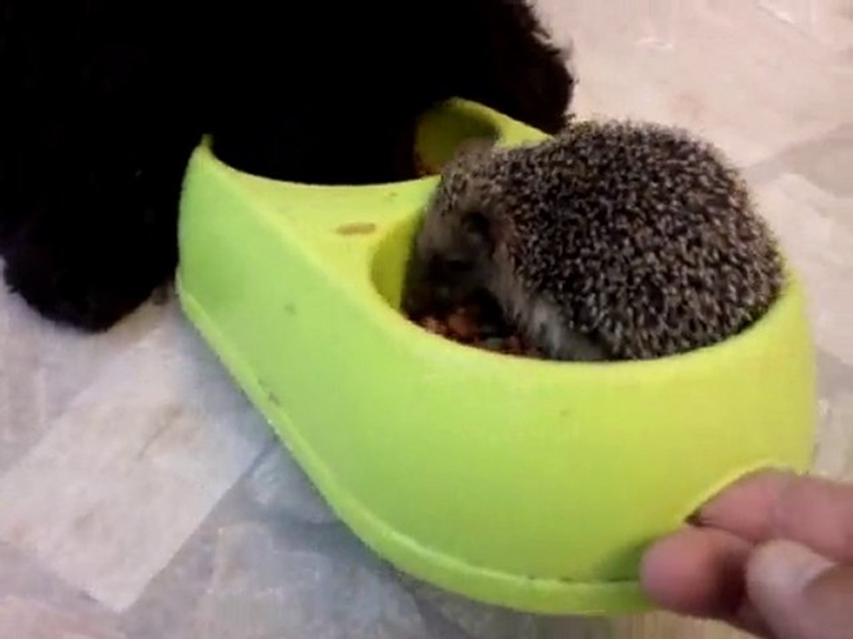 Perla e il riccio
