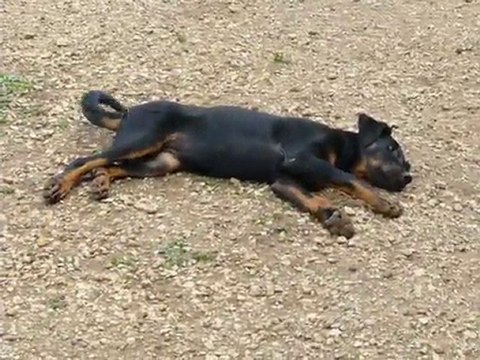 fantasia beauceron lof femelle