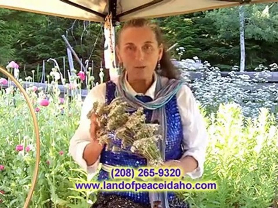 Valarian organic healing oil