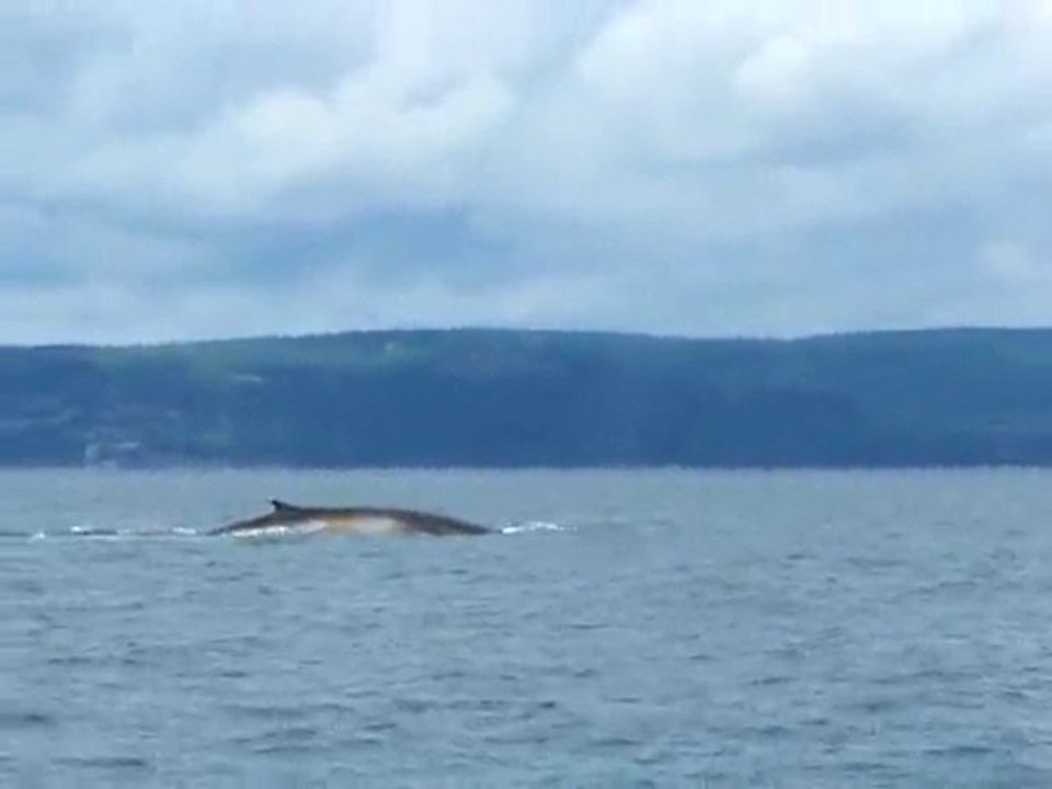 Rorqual Commun Tadoussac