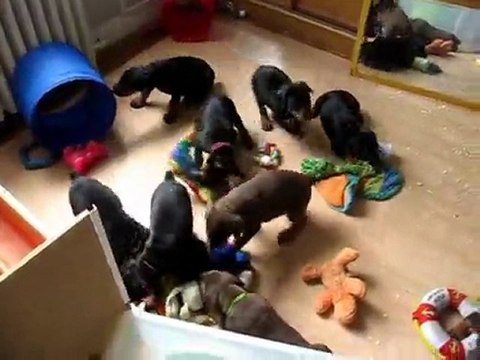 Les chiots 4 semaines et demi