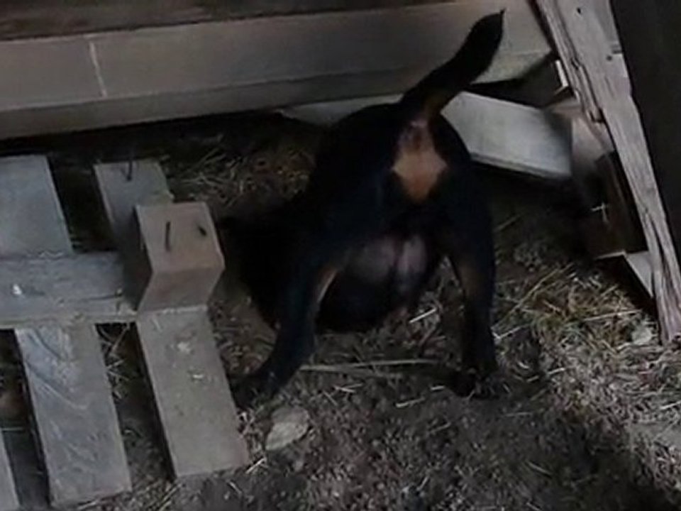 Foch du Mont Cherrey - Jagd Terrier 4 Mois