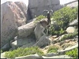 Corse, - Le Mouflon