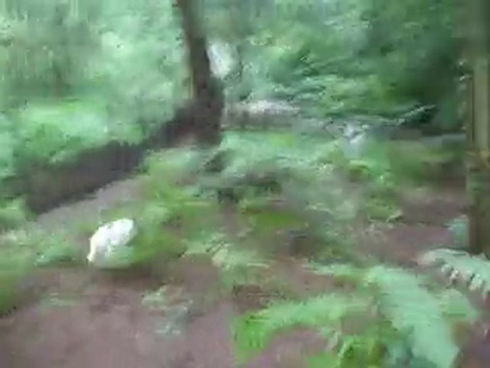 chiot 3 mois et demi