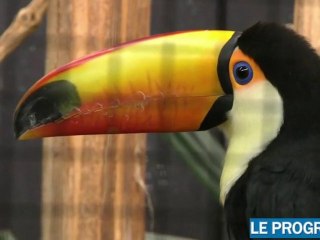 Le nouvel envol du parc des oiseaux