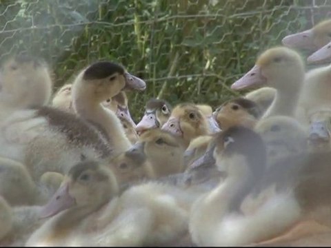 La Ferme des Allobroges