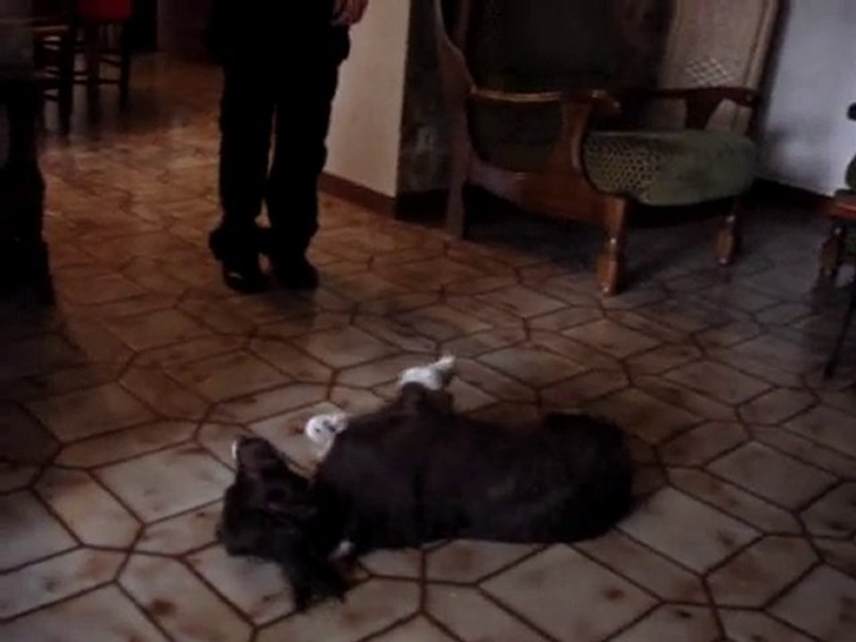 Dolly apprentissage du PAN t'es morte !  MDR