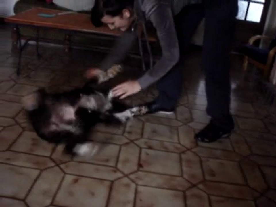 Dolly apprentissage du PAN t'es morte !  MDR