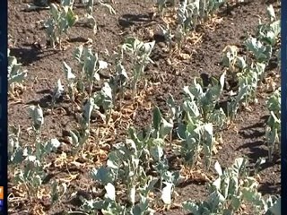 L'agriculture russe frappée par la sécheresse