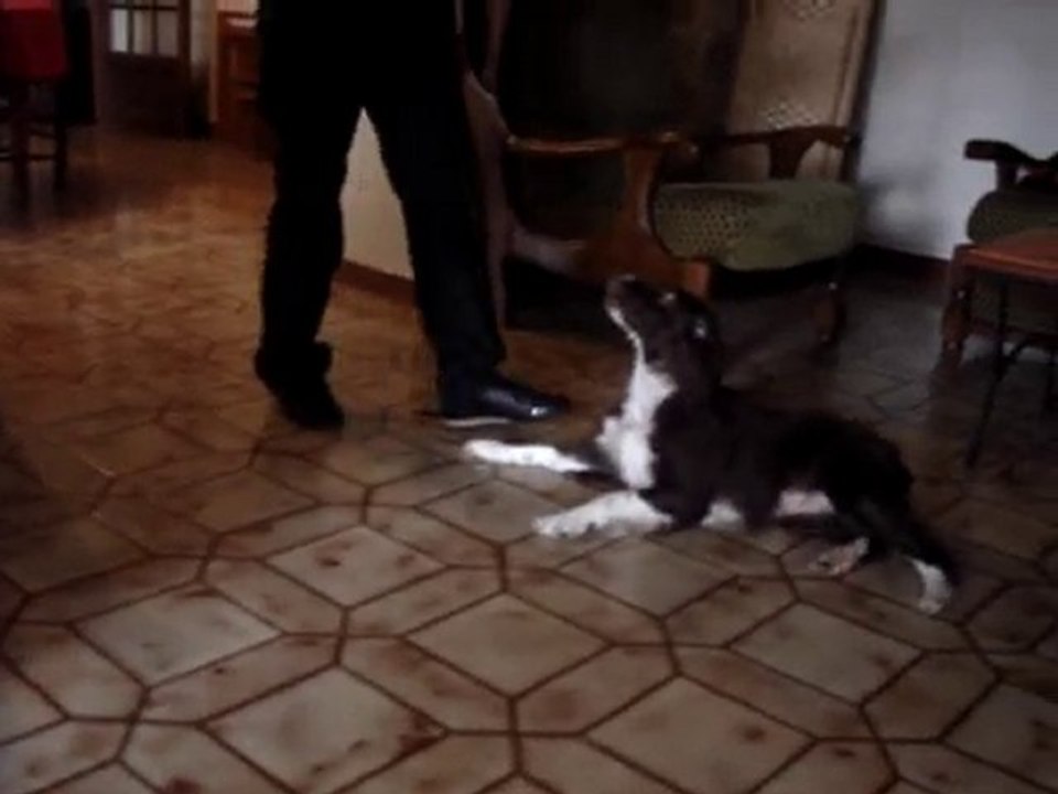 Dolly apprentissage du PAN t'es morte !  MDR