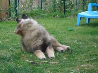 Roulé boulé de Nala