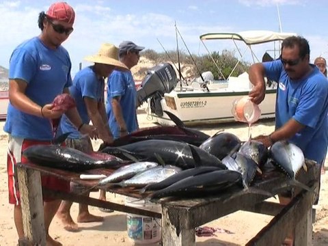 Mexico: tourism threatens coral reefs