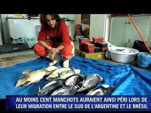 Des manchots mazoutés échouent sur les côtes de l'Uruguay