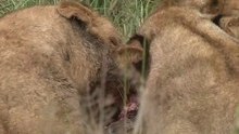 safari.tv diary - 4 April 2010