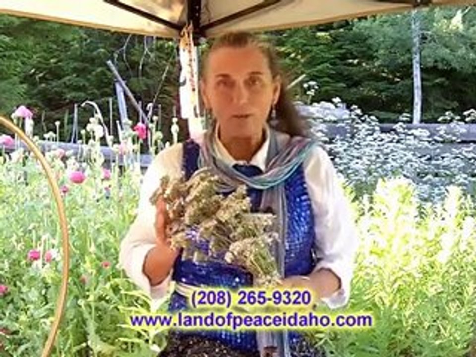 Organic Healing oil - Valerian oil for body and skin