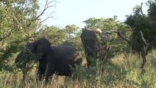 safari.tv diary - 6 May 2010