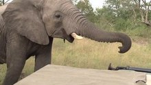 safari.tv diary - 13 May 2010