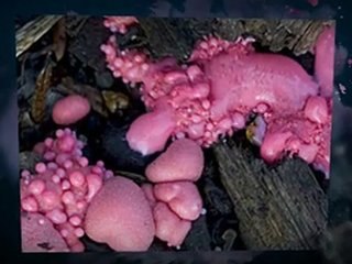 Symptoms of Slime Mold Anacostia Washington DC