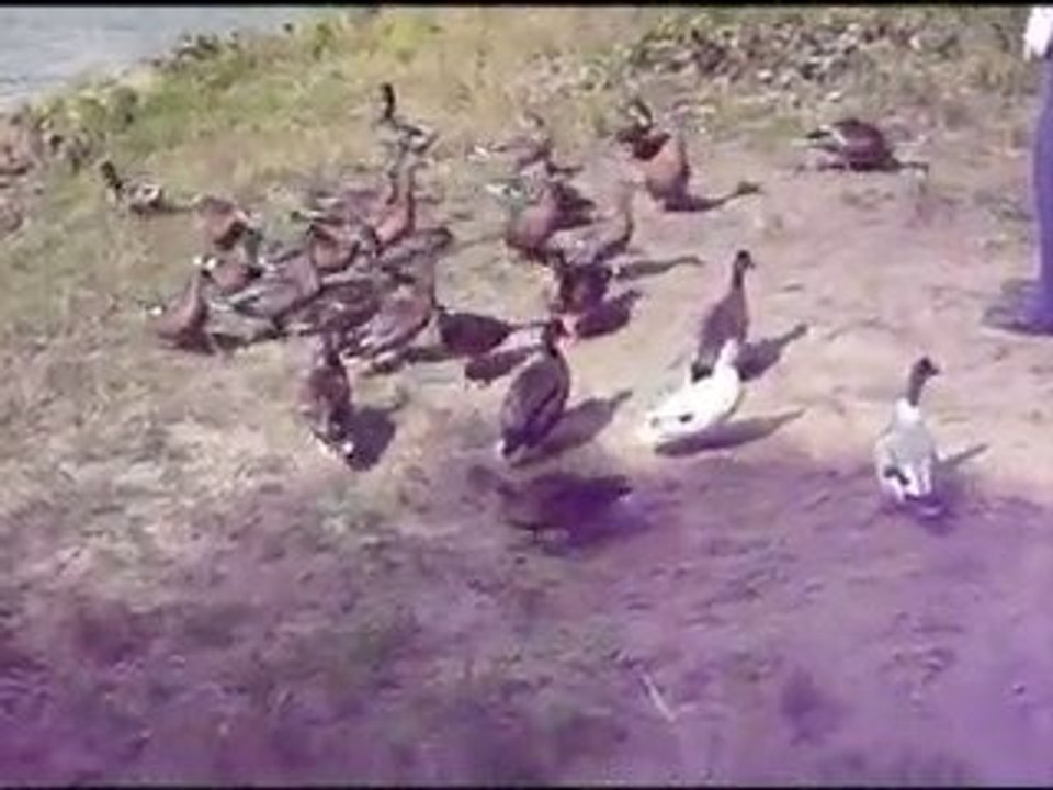 *Alle meine Entchen*