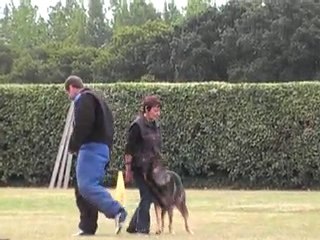 Djeday des Loups du Val d'Ancre  à Loctudy