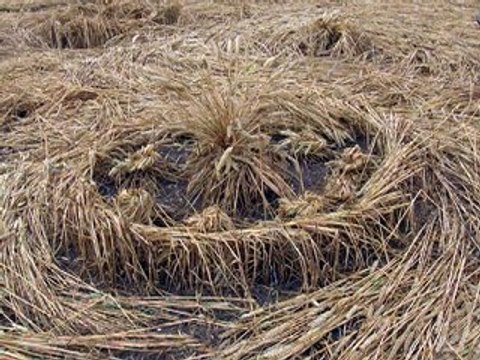 Crop Circle 27 Juillet 2010 Windmill Hill, Wiltshire GB