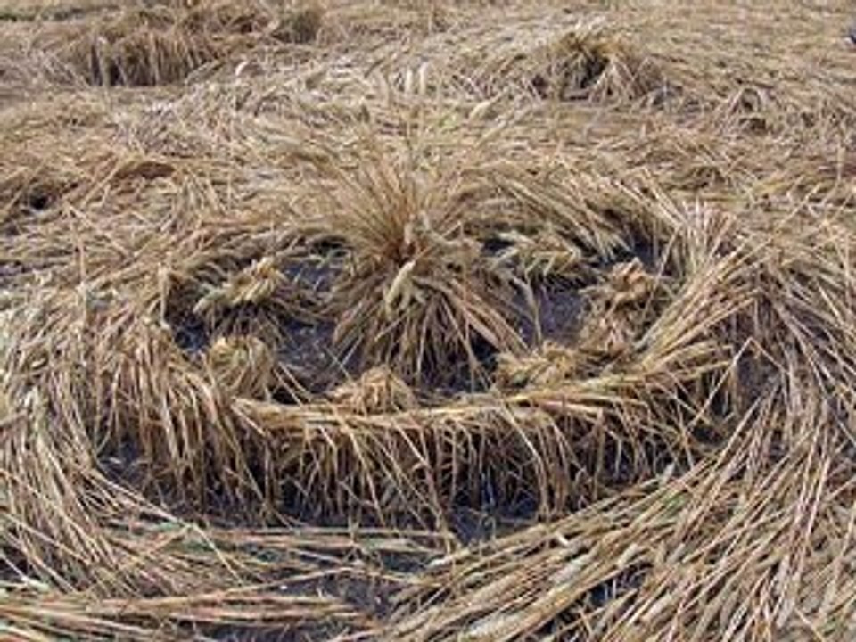 Crop Circle 27 Juillet 2010 Windmill Hill, Wiltshire GB