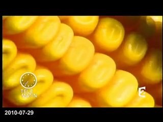 OGM feu vert de la commission européenne