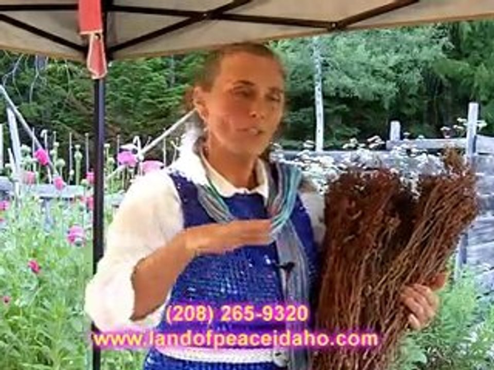 St. Johns Wort organic healing oil