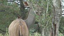safari.tv diary - 2 April 2010