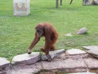 Orangs outan contre loutre