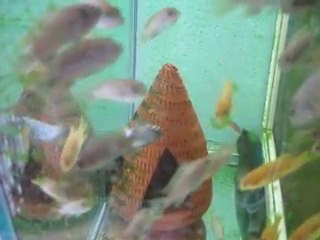 Afra jalo yavrular....2