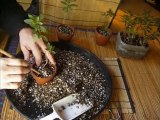 さつき盆栽カザン Satsuki kazan cuttings for Bonsai