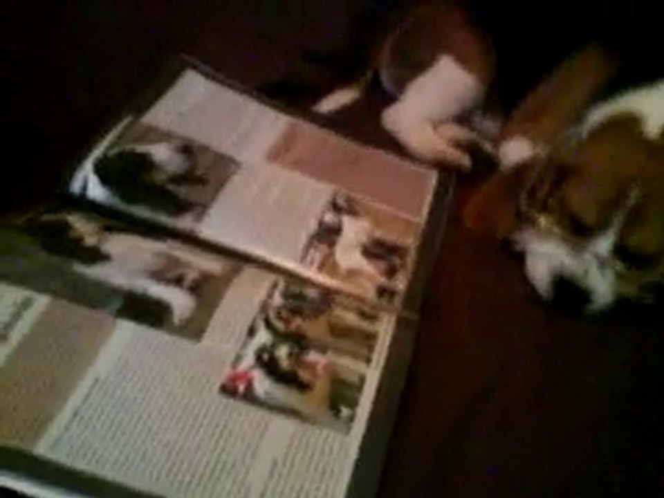 Des beagles malheureux !!!!!!!!!!!!!!!!!!!!!!!!!!!!