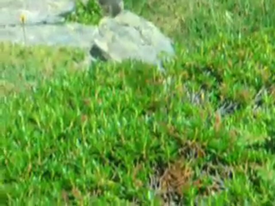 marmotte vers le col d'Aussois Alpes