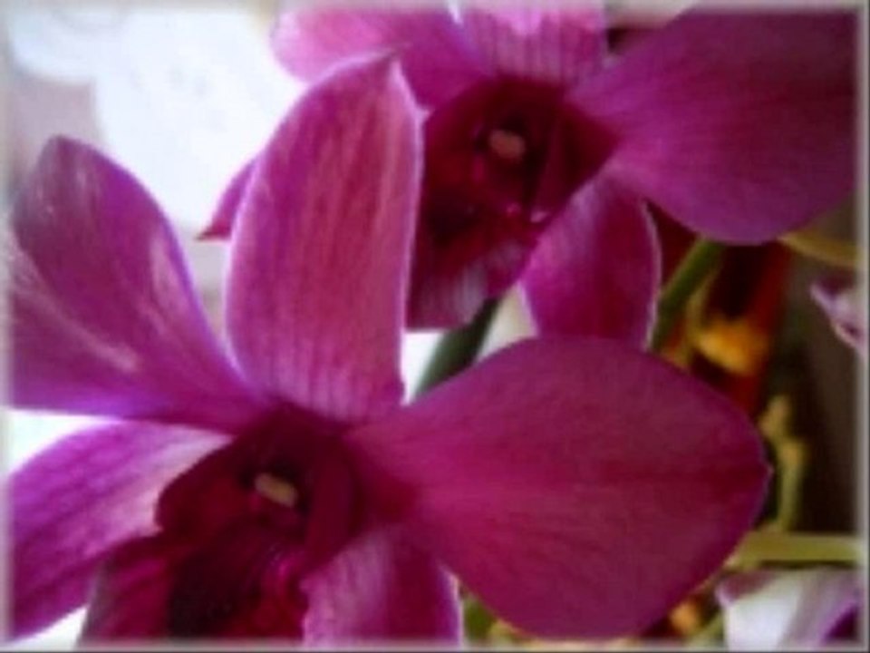l'orchidée sauvage
