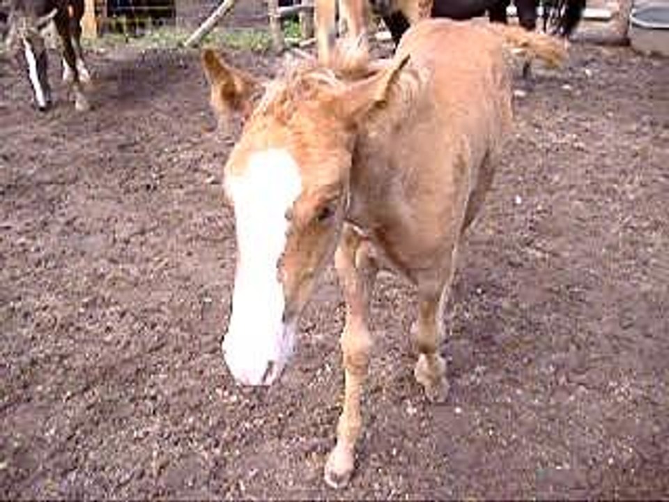 troupeau pouliniéres
