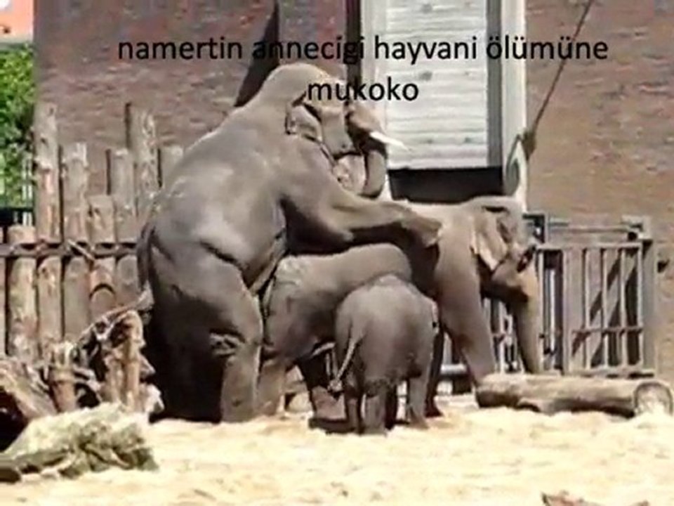 namertin makpulesi