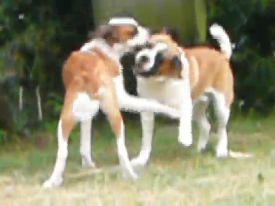 Dagobert et Alysse