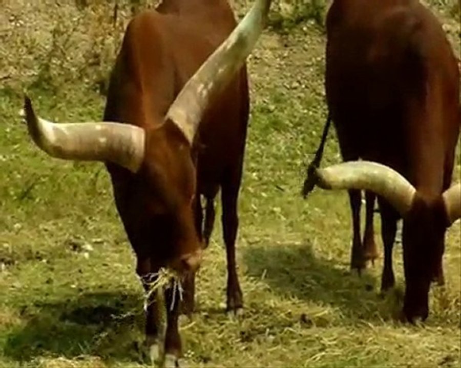 Réserve Africaine De Sigean