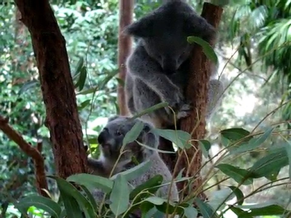 Diner du Koala