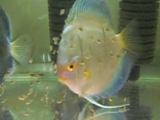 blue diamond discus 10.günleri