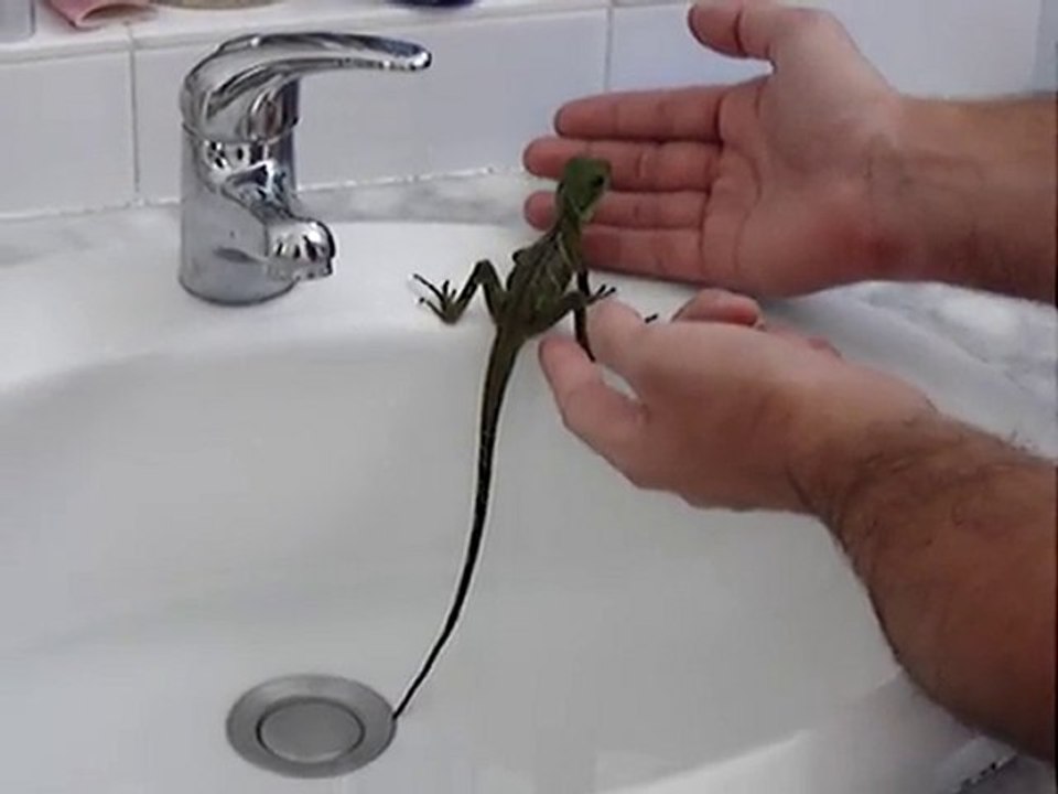 Draco prend son bain