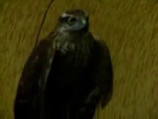 Atmaca Horon Edermi :)